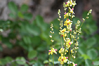 Verbascum chaixii